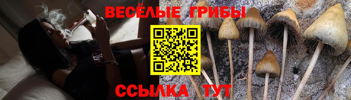Псилоцибиновые грибы Psilocybe Костомукша